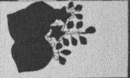 Datei:SPKW-Q15711-JAP sheet 290-k28-JAP sheet 290-einzelkarte.jpg