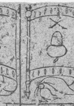 Datei:SPKW-Q13805-Cary Collection 4-page 0216-02-dt-eichel-10.jpg
