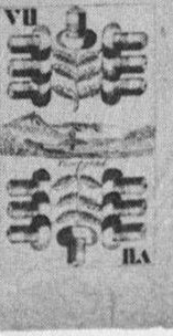 Datei:SPKW-Q15443-Cary Collection 4-page 0304-32-dt-eichel-7.jpg