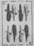 Datei:SPKW-Q15873-SPA sheet 299-k45-SPA sheet 299-es-stab-8.jpg