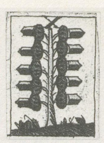 Datei:SPKW-Q29921-bnm-scan-s083r-z01s05-dt-eichel-10.jpg