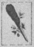 Datei:SPKW-Q15873-SPA sheet 299-k38-SPA sheet 299-es-stab-1.jpg
