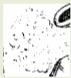 Datei:SPKW-Stempel-Barock-Prag-BoehmsicherLoewe-mo3.png