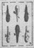 Datei:SPKW-Q15873-SPA sheet 299-k43-SPA sheet 299-es-stab-6.jpg