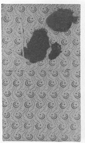 Datei:SPKW-Q13684-Cary Collection 3-page 0014-02-rueckseite.jpg