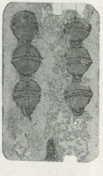 Datei:SPKW-Q29857-bnm-scan-s035l-z03s02-dt-schellen-6.jpg